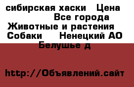 l: сибирская хаски › Цена ­ 10 000 - Все города Животные и растения » Собаки   . Ненецкий АО,Белушье д.